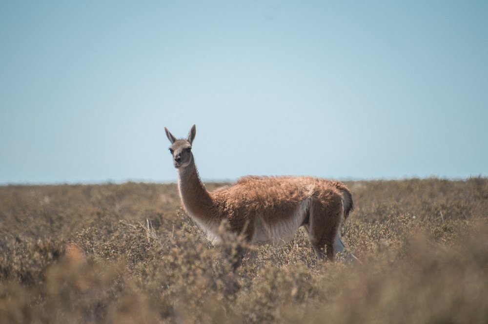 Guanaco na estepe patagônica